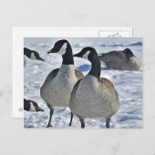Winter Canada Goose Nature Fotografy Hunter Postkarte (Vorne/Hinten)