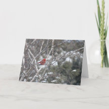 Winter Cardinal