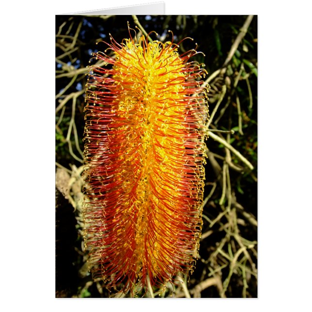 Winter Cheer (Vorne)