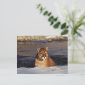 Winter Cougar Postkarte (Stehend Vorderseite)