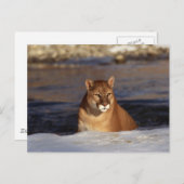 Winter Cougar Postkarte (Vorne/Hinten)