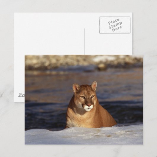 Winter Cougar Postkarte (Vorne/Hinten)