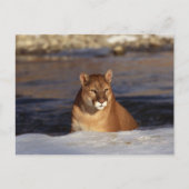 Winter Cougar Postkarte (Vorderseite)