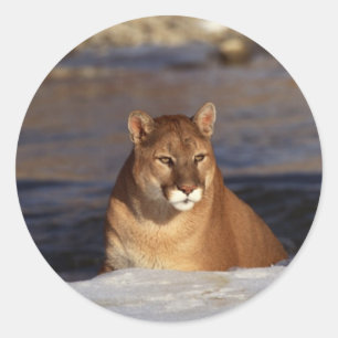 Winter Cougar Runder Aufkleber