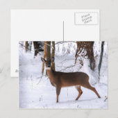 Winter Doe Postkarte (Vorne/Hinten)