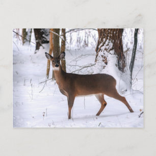 Winter Doe Postkarte