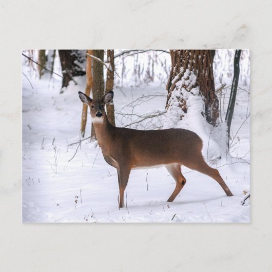 Winter Doe Postkarte (Vorderseite)