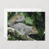 Winter-Eichhörnchen #2 Postkarte (Vorne/Hinten)