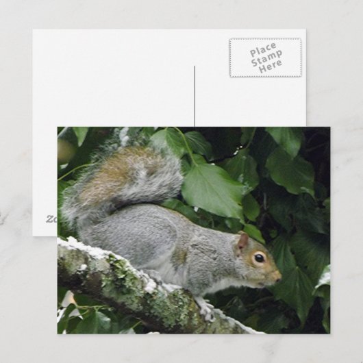 Winter-Eichhörnchen #2 Postkarte (Vorne/Hinten)