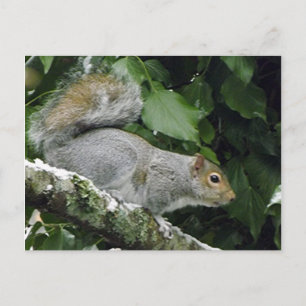 Winter-Eichhörnchen #2 Postkarte