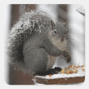 Winter-Eichhörnchen auf einem Aufkleber