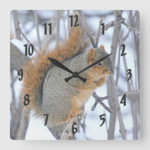 Winter-Eichhörnchen Quadratische Wanduhr