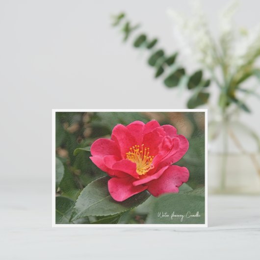 Winter flowering Camellia Postkarte (Stehend Vorderseite)