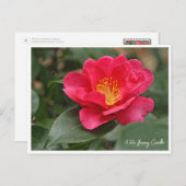 Winter flowering Camellia Postkarte (Vorne/Hinten)
