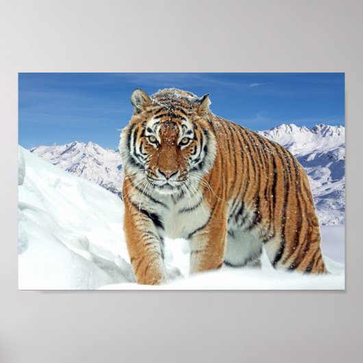 Winter Foto Schnee Tiger Berge Natur drucken Poster (Vorne)