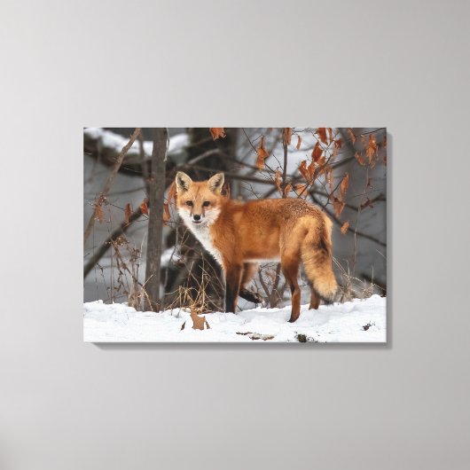 Winter Fox Canvas Print Leinwanddruck (Vorderseite)