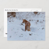 Winter Fox Postkarte (Vorne/Hinten)