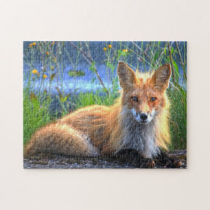 Winter Fox Quebec Kanada. Puzzle