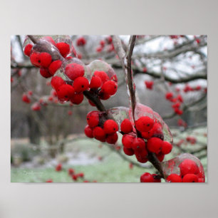 Winter Freeze and Ice on Red Berries Poster
