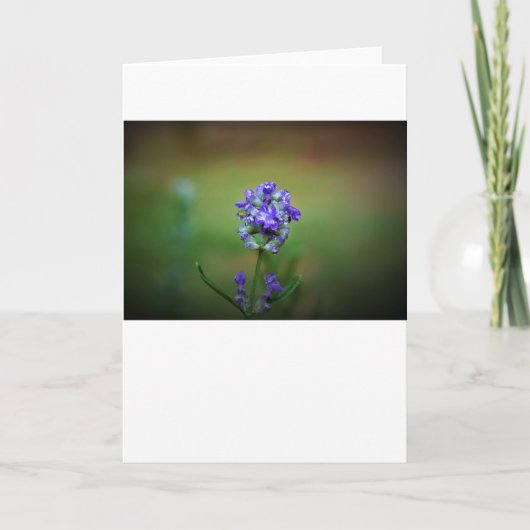 Winter Freeze, Karte (Vorderseite)