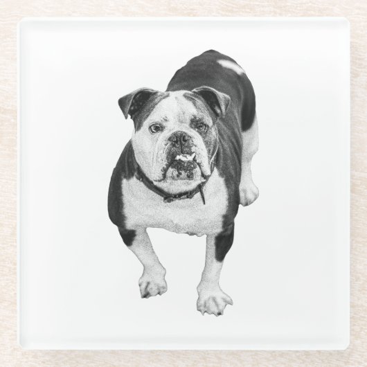 Winter-Freund, Bulldog-Getränkuntersetzer Glasuntersetzer (Vorderseite)