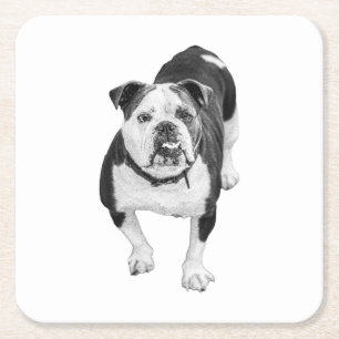 Winter-Freund, Bulldogge-Unterlage Rechteckiger Pappuntersetzer