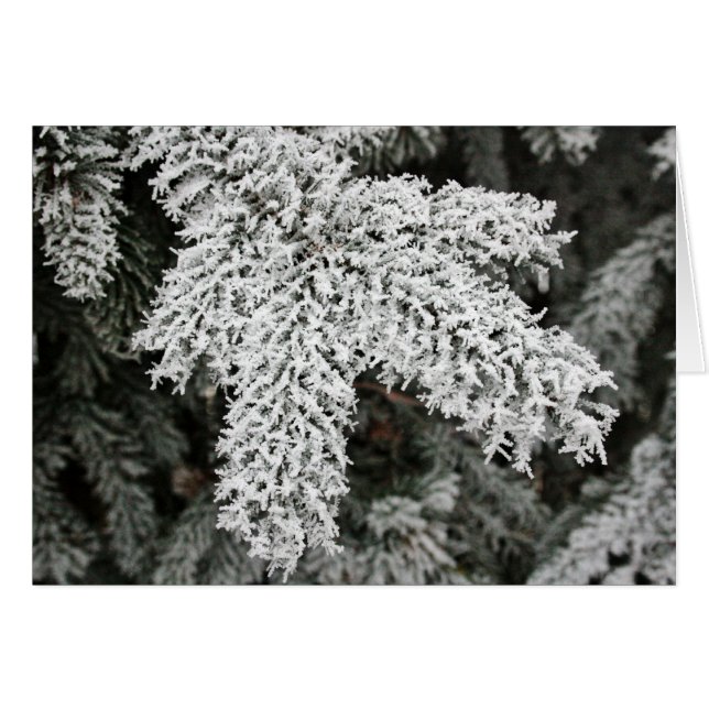 Winter Frost (Vorderseite (Horizontal))
