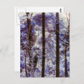 Winter Frosty Forest Morning Schweiz Postkarte (Vorne/Hinten)