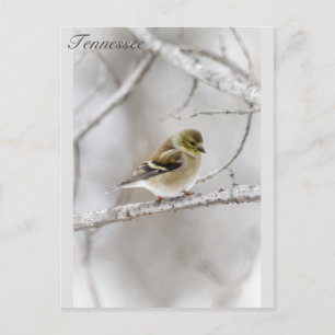 Winter Goldfinch Postkarte