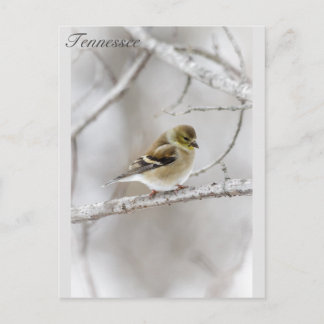 Winter Goldfinch Postkarte