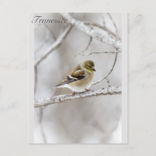 Winter Goldfinch Postkarte (Vorderseite)