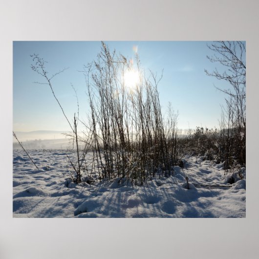 Winter grasses   - poster (Vorne)