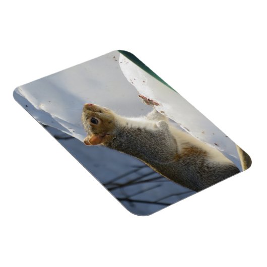 Winter Gray Eichhörnchen Magnet (Rechte Seite)