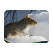 Winter Gray Eichhörnchen Magnet (Horizontal)