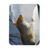 Winter Gray Eichhörnchen Magnet (Vertikal)
