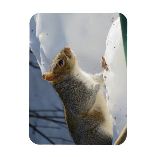 Winter Gray Eichhörnchen Magnet (Vertikal)