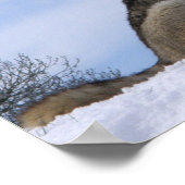 Winter Gray Wolf Howling Poster (Ecke)
