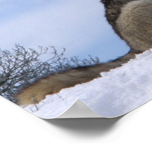 Winter Gray Wolf Howling Poster (Ecke)