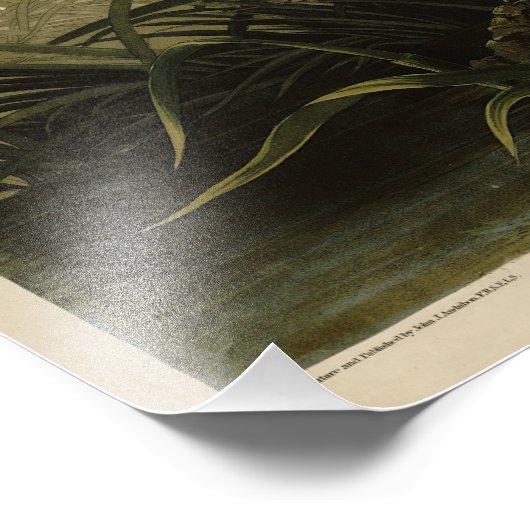 Winter Hawk, John James Audubons Vögel von Amerika Fotodruck (Ecke)