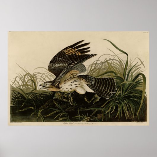 Winter Hawk, John James Audubons Vögel von Amerika Poster (Vorne)