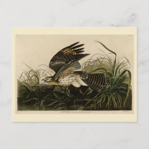 Winter Hawk, John James Audubons Vögel von Amerika Postkarte