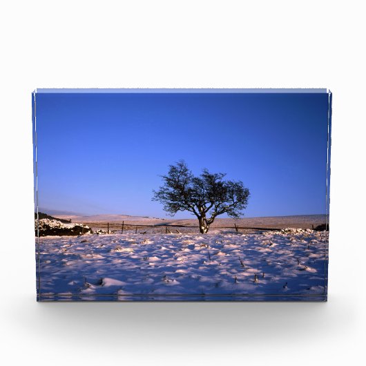 Winter Hawthorn Tree Holiday Card Poster Fotoblock (Vorderseite)