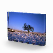Winter Hawthorn Tree Holiday Card Poster Fotoblock (Rechts)