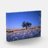 Winter Hawthorn Tree Holiday Card Poster Fotoblock (Links)