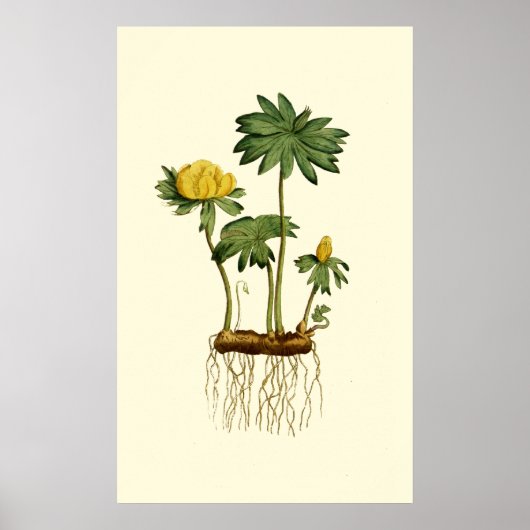 Winter-Hellebore-Blume Poster (Vorne)