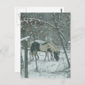Winter Horses Postcard Postkarte (Vorne/Hinten)