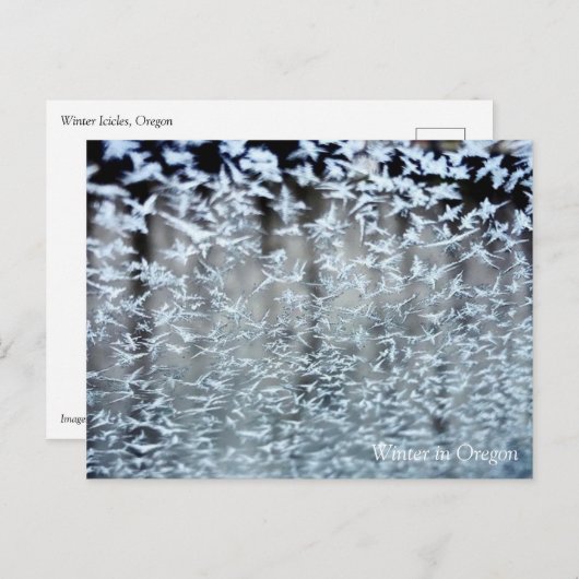 Winter Icicles Postkarte (Vorne/Hinten)