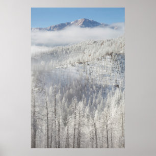 Winter im Pike National Forest Poster