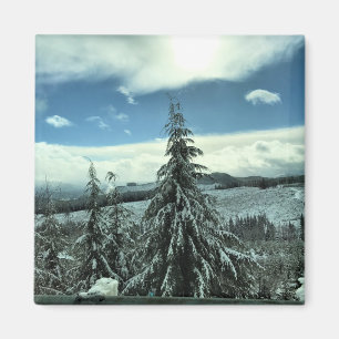 Winter im Tillamook Staat Forest, Oregon Magnet