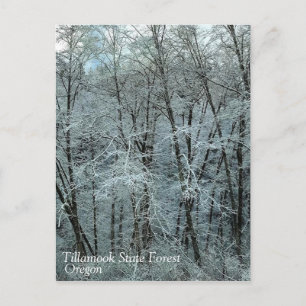 Winter im Tillamook Staat Forest, Oregon Postkarte